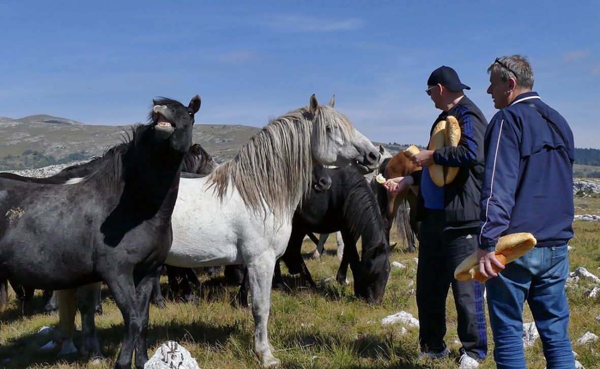 Za divlje konje na planini Cincar zna se u cijelom svijetu