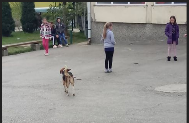 Građani ukazuju na problem: Psi lutalice ispred škole u Velikom Čajnu djeci otimaju hranu iz ruku, napadi sve učestaliji