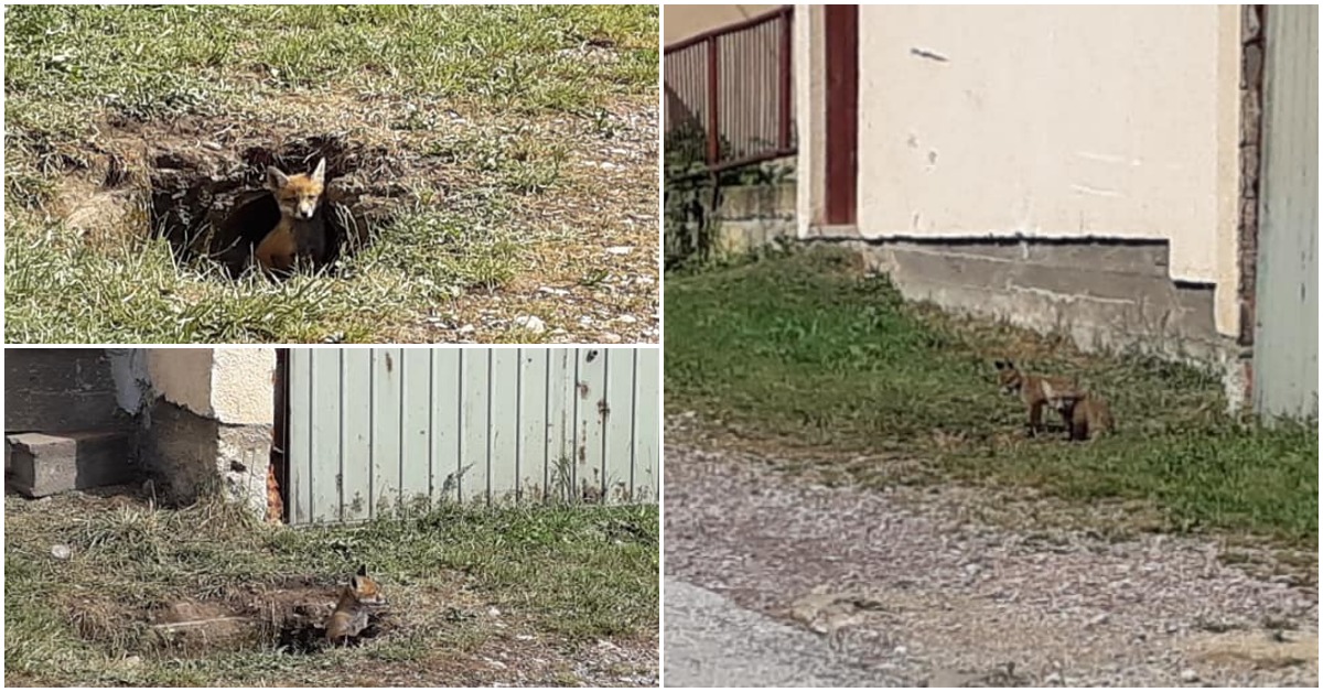 (FOTO) Neobična strana Visokog: Lisice žive u blizini kuća i ceste