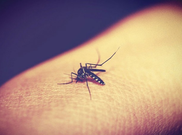 Šta privlači komarce?