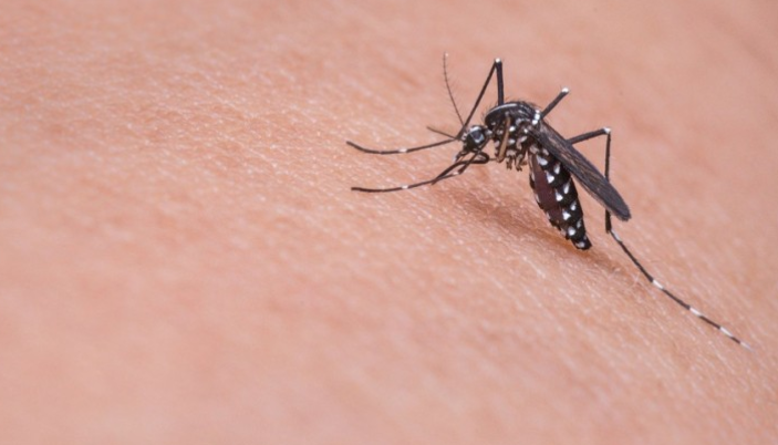 Zašto komarci neke ne ujedaju