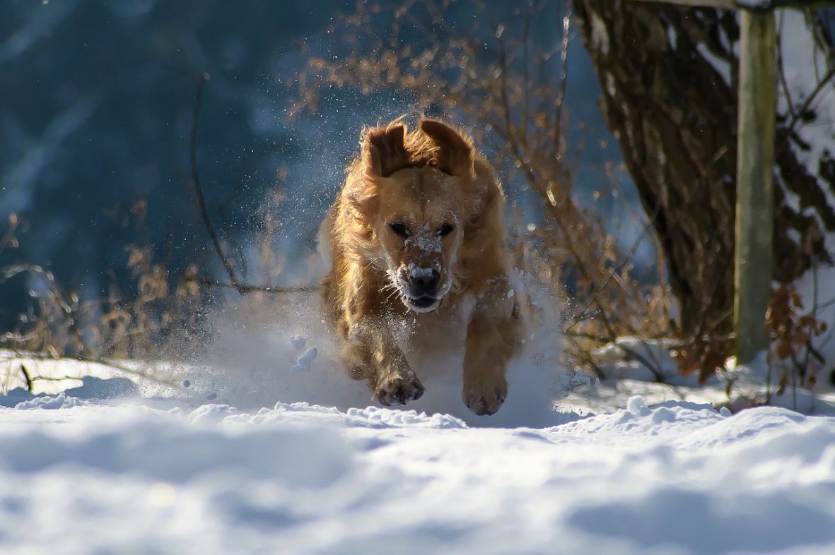 Psi i zima – je li im mnogo hladno i kako im pomoći