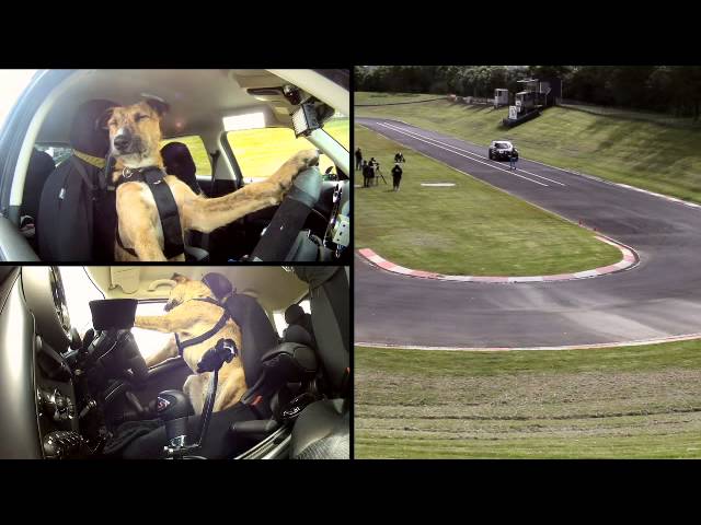 (VIDEO) Upoznajte Portera, prvog psa vozača na svijetu