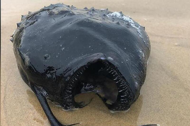 Čudovište iz dubina pronađeno na kalifornijskoj obali
