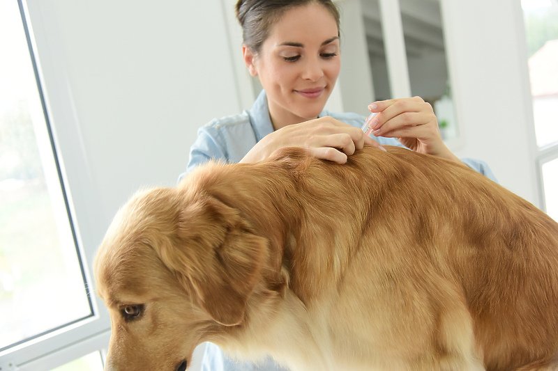 Uz nekoliko savjeta zaštitite vašeg psa od ugriza krpelja
