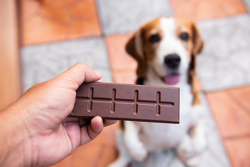Zašto je čokolada opasna po zdravlje pasa