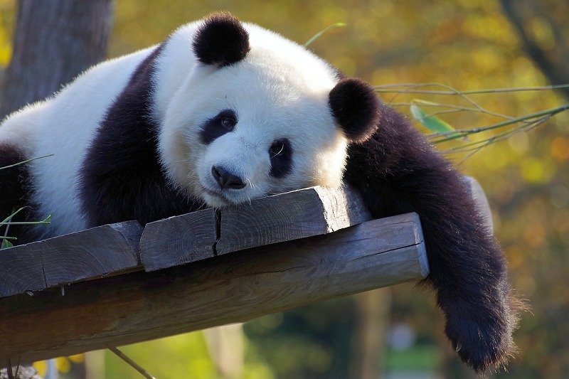 Velike pande više nisu ugrožena vrsta