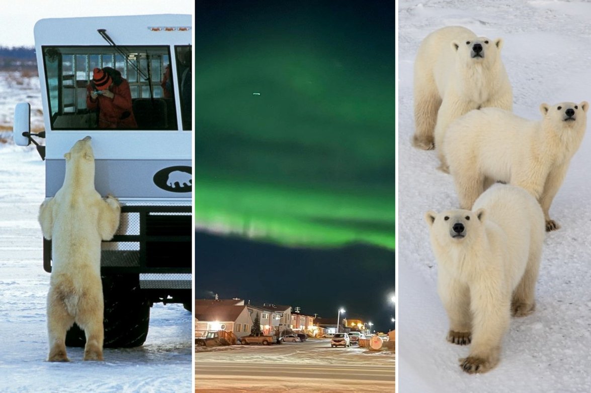 Kako izgleda život u “prijestolnici” polarnih medvjeda