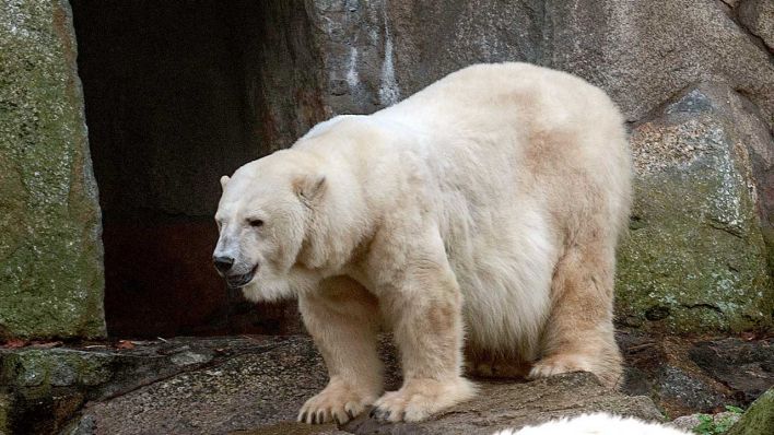 Berlinski zoološki vrt izgubio posljednjeg polarnog medvjeda