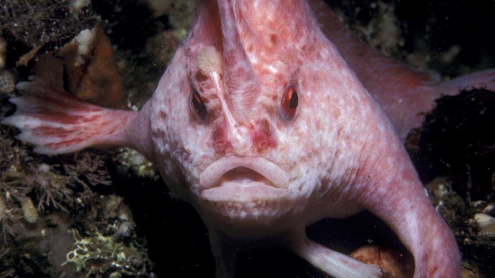 Rijetka vrsta ribe primjećena u Australiji prvi put nakon 22 godine
