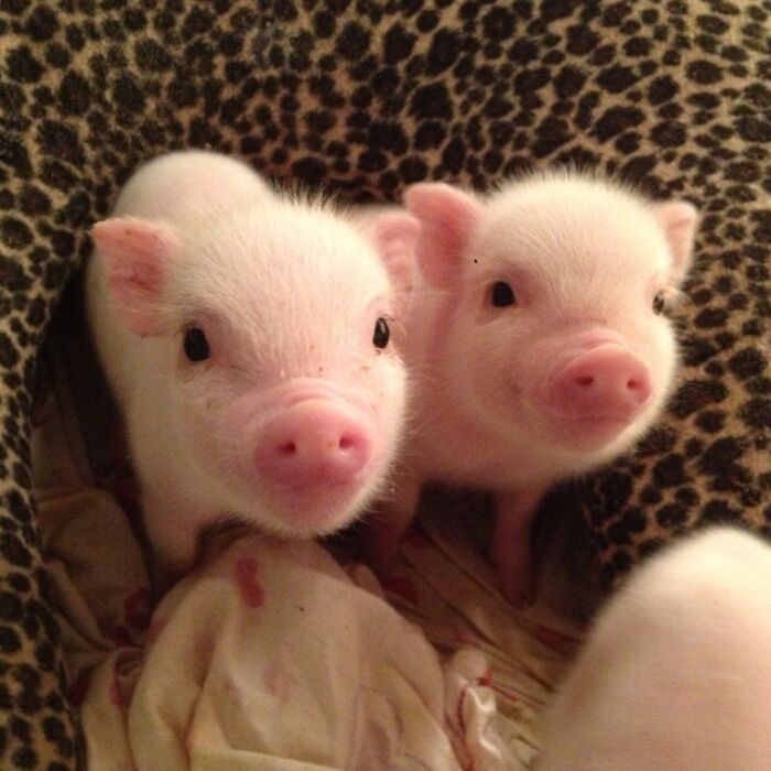 Fotografije koje prikazuju svinje kao kućne ljubimce