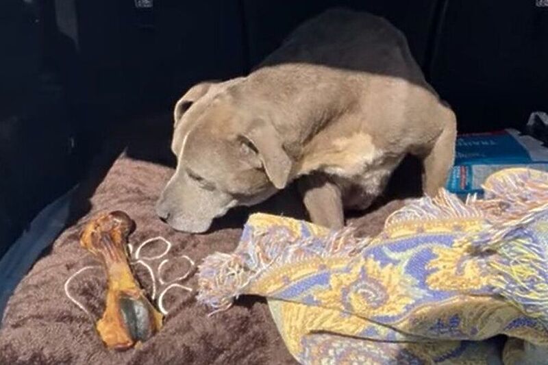 Nestali pas vraćen vlasnicima nakon 12 godina