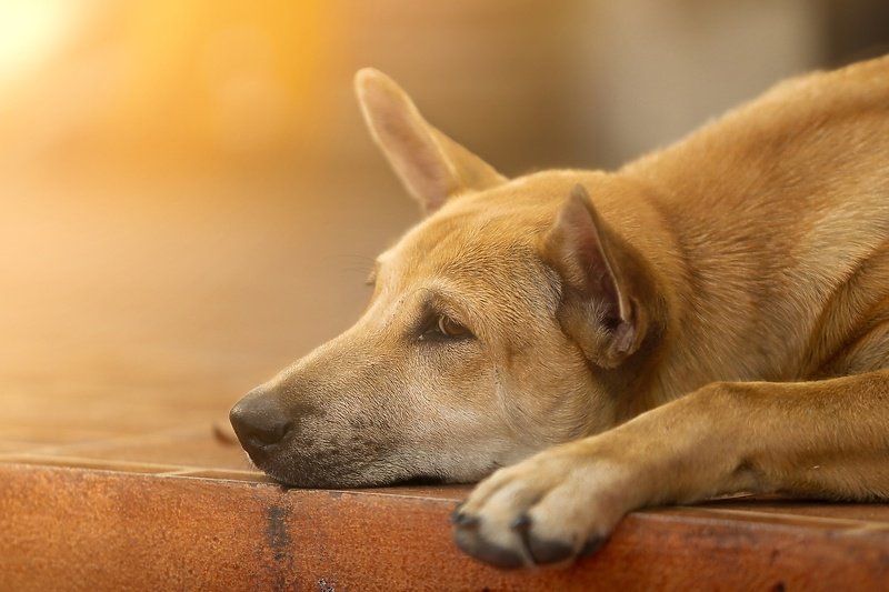 Pas prešao 40 kilometara kako bi došao do kuće vlasnika koji je preminuo, čeka ga svaki dan