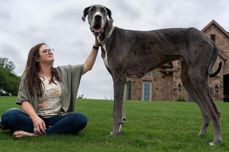Zeus je najviši pas na svijetu