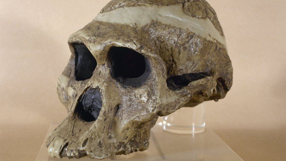 Pećinska žena milion godina starija nego što se mislilo