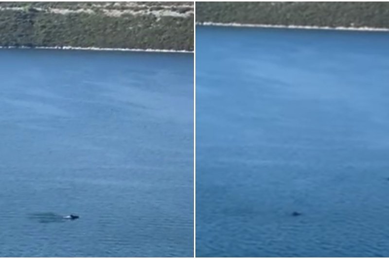 Jato razigranih delfina snimljeno u Neumskom zaljevu u blizini obale