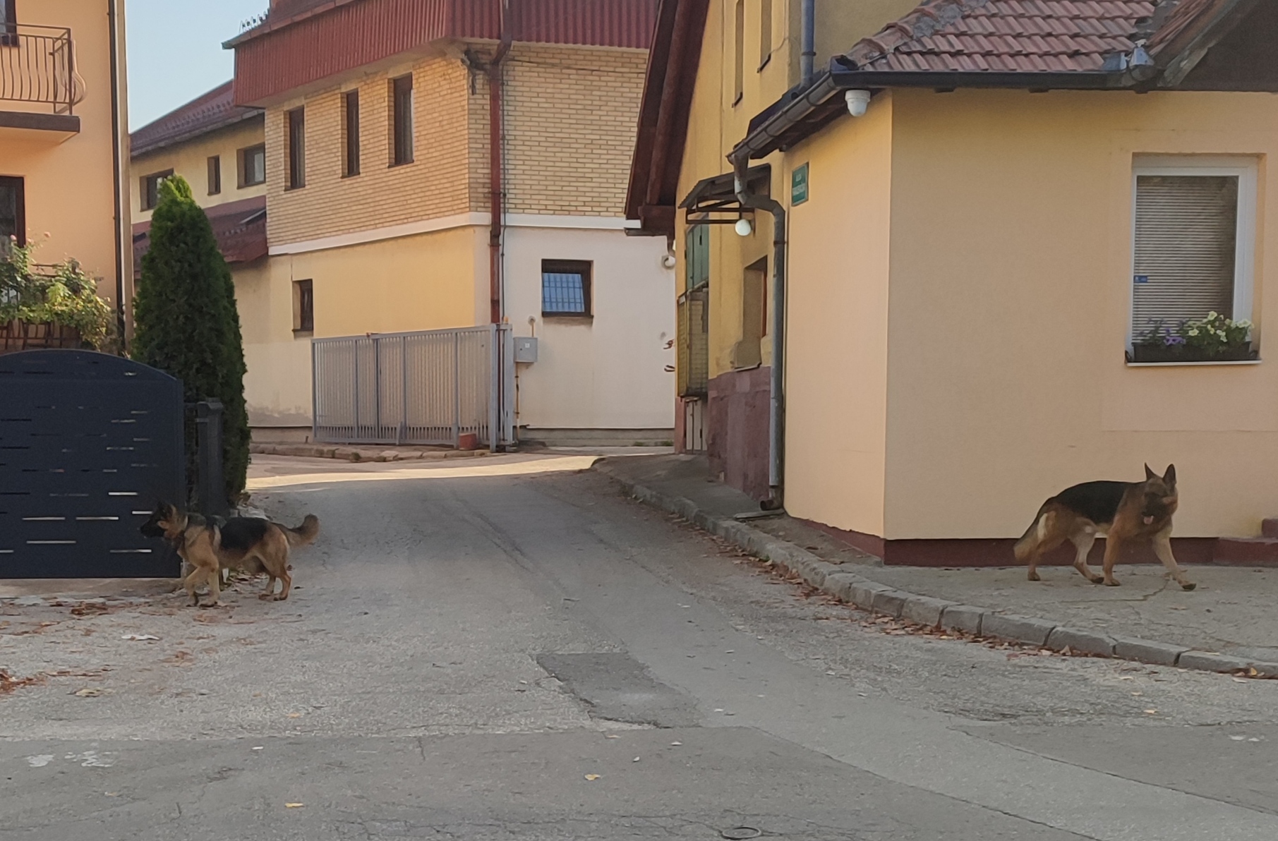 Građani pišu o nemaru stanovnika u ulici Kadije Uvejsa koji svoje rasne pse puštaju da slobodno hodaju ulicom