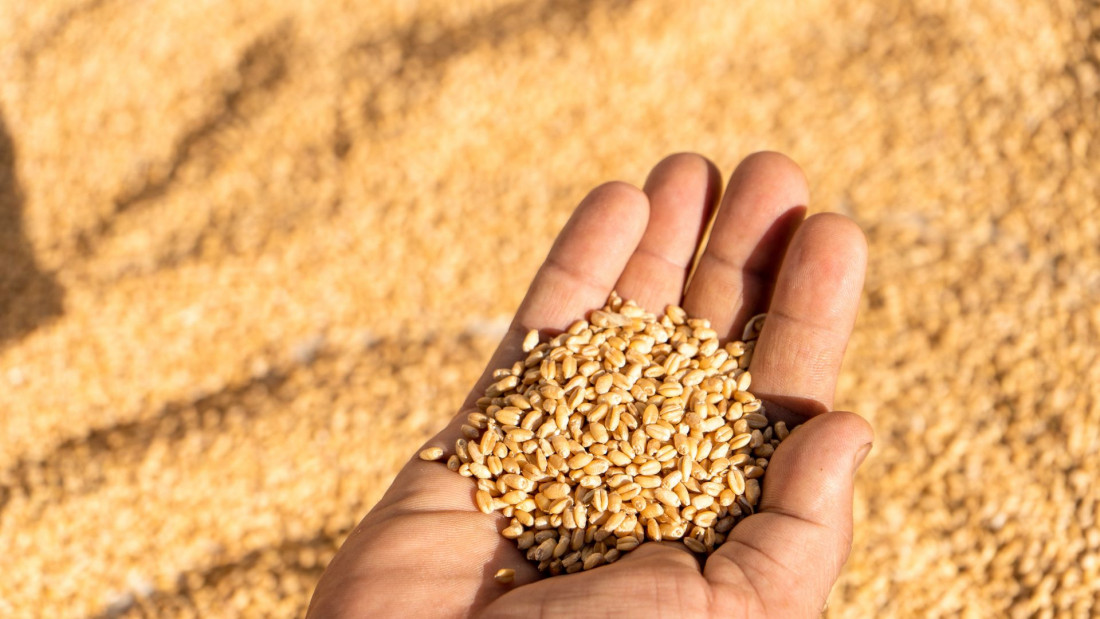 Rusija i Turska dogovorile besplatnu dostavu žita najteže pogođenim afričkim zemljama