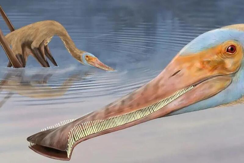 U Njemačkoj otkrivena vrsta pterosaura koji je imao više od 400 zuba