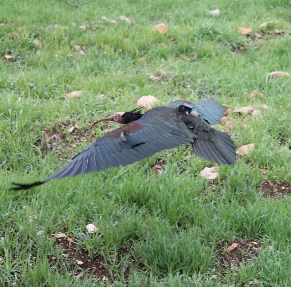 Nakon više od 200 godina ćelavi ibis viđen u dolini Neretve