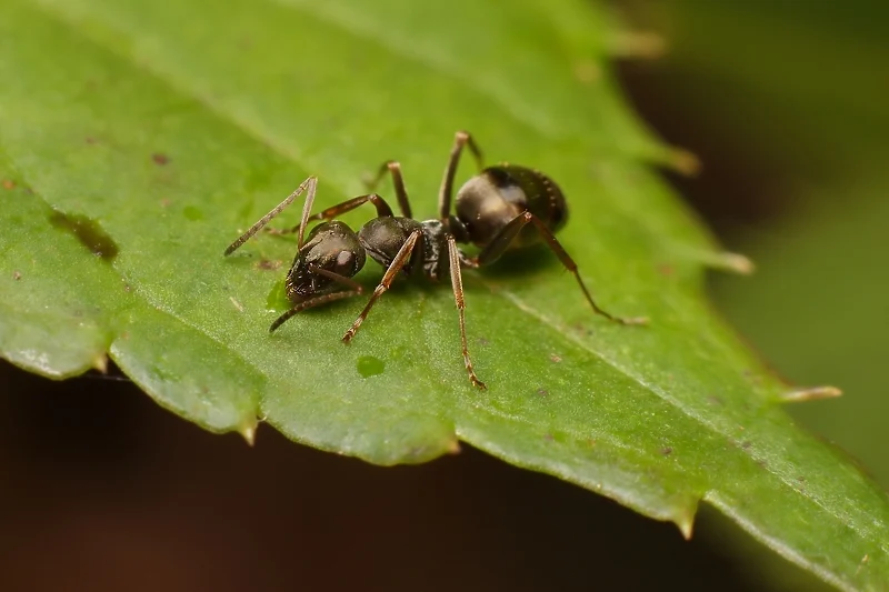 Mravi mogu “namirisati” tumor u uzorku urina