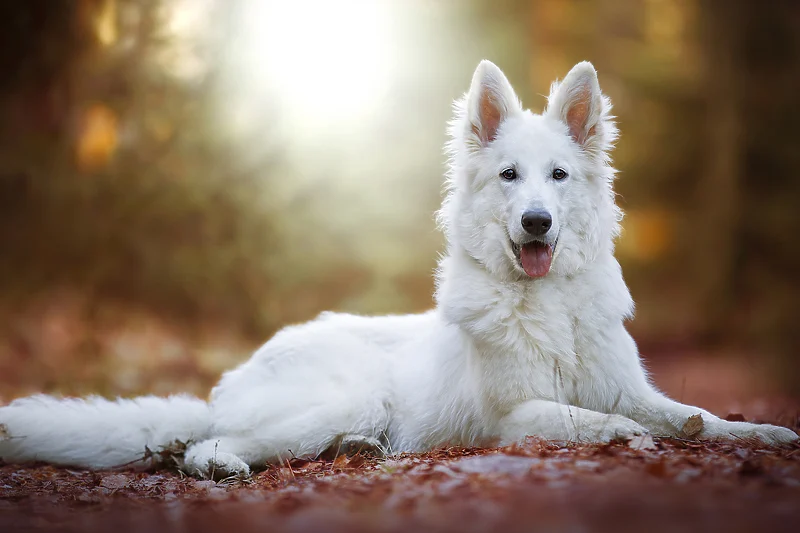 je pomsky priznata pasmina