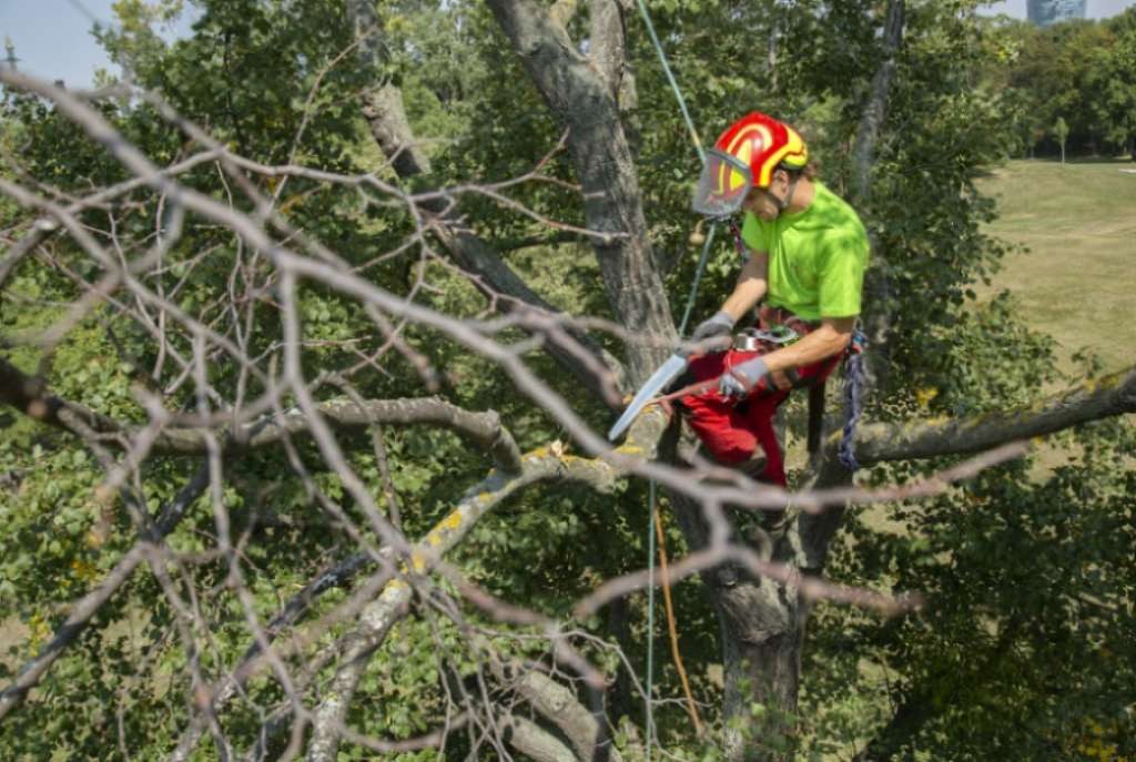 Redovne kontrole gradskog drveća povećavaju sigurnost stanovništva u slučaju nevremena